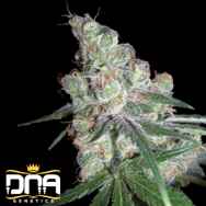 DNA Genetics Seeds Chocolope