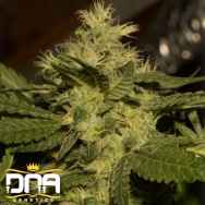 DNA Genetics Seeds Connie Chung