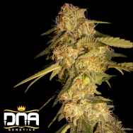 DNA Genetics Seeds ReCon