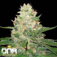 DNA Genetics Seeds RockLock