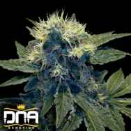 DNA Genetics Seeds Sharksbreath