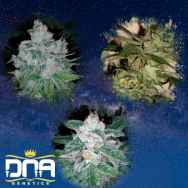 DNA Genetics Seeds Skunk Train Collectors Pack