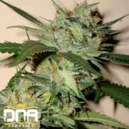 DNA Genetics Seeds Sleestack x Skunk