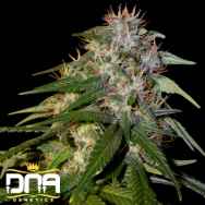 DNA Genetics Seeds Sour Cream