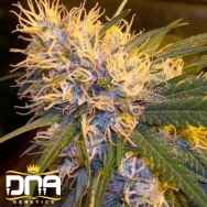 DNA Genetics Seeds Super Cannalope