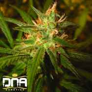 DNA Genetics Seeds Sweet Haze