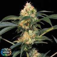 Original Dampkring Genetics Electric Avenue