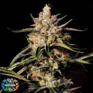 Original Dampkring Genetics New Jack City