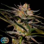 Original Dampkring Genetics Solero