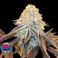 Dank Genetics Seeds Bad Girlz