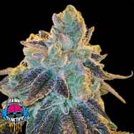 Dank Genetics Seeds EgoZ