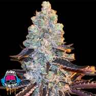 Dank Genetics Seeds Out SiderZ