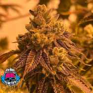 Dank Genetics Seeds Poundz