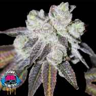 Dank Genetics Seeds Powahh UpZ
