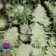 Dank Genetics Seeds Snapz