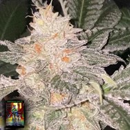 DankHunters Seeds.Co Daddy Kosher