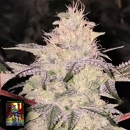 DankHunters Seeds.Co Kosher Candy