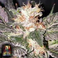 DankHunters Seeds.Co Kosher Creamz