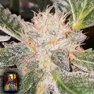 DankHunters Seeds.Co Kosher Orangez