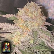 DankHunters Seeds.Co Kosher Pop