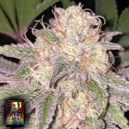 DankHunters Seeds.Co Kosher Soda