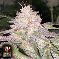 DankHunters Seeds.Co London Kosher