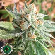 DarkHorse Genetics Seeds Chem Jong-Un