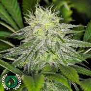 DarkHorse Genetics Seeds Chem Lem