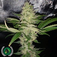 DarkHorse Genetics Seeds Cry Baby