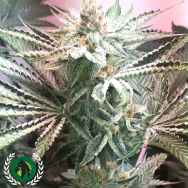 DarkHorse Genetics Seeds Galactus