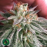 DarkHorse Genetics Seeds Grape Smash