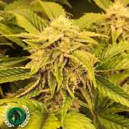 DarkHorse Genetics Seeds Ice Cream Zundae