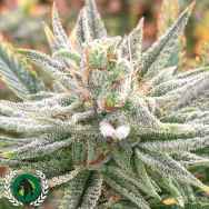 DarkHorse Genetics Seeds Lazar 115