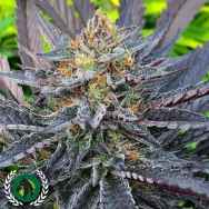 DarkHorse Genetics Seeds Lemon Drop Cookies