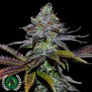 DarkHorse Genetics Seeds Lemon Twizzler