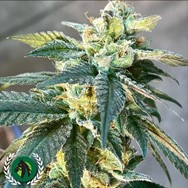 DarkHorse Genetics Seeds Lethal Protector