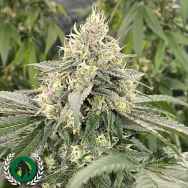 DarkHorse Genetics Seeds Mind Ztone