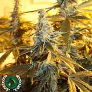 DarkHorse Genetics Seeds Orange Blossom Fizz