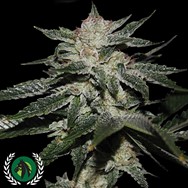 DarkHorse Genetics Seeds Original Bruce Banner