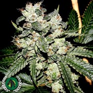 DarkHorse Genetics Seeds Original Bruce Banner F2