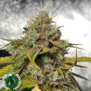 DarkHorse Genetics Seeds Power Ztone