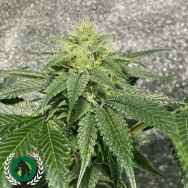 DarkHorse Genetics Seeds Reality Ztone