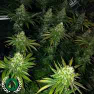 DarkHorse Genetics Seeds Roid Rage