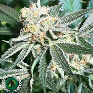 DarkHorse Genetics Seeds Royal Hulk