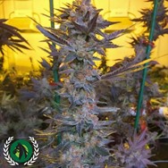 DarkHorse Genetics Seeds Savage Hulk F2