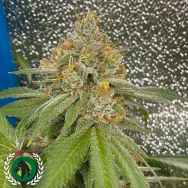 DarkHorse Genetics Seeds Space Ztone