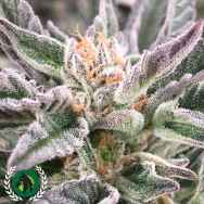 DarkHorse Genetics Seeds Stockton Slap