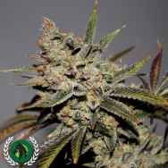 DarkHorse Genetics Seeds Strawberry Diesel F2