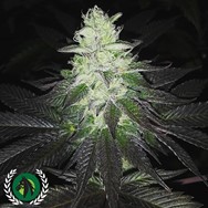 DarkHorse Genetics Seeds Super Zolider Serum