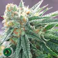 DarkHorse Genetics Seeds Symbiote